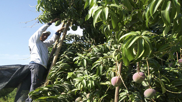 Cosecha de Fruta